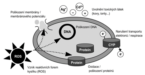Možné mechanismy účinku nanomateriálů (CYP - cytochrom P)
