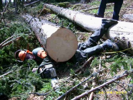Smrtelný pracovní úraz při kácení stromu