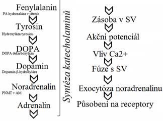 Znázornění kaskádovitého působení neurotransmiterů na autonomní nervový systém (upraveno podle Lippincott´s Pharmacology, 4th ed.)